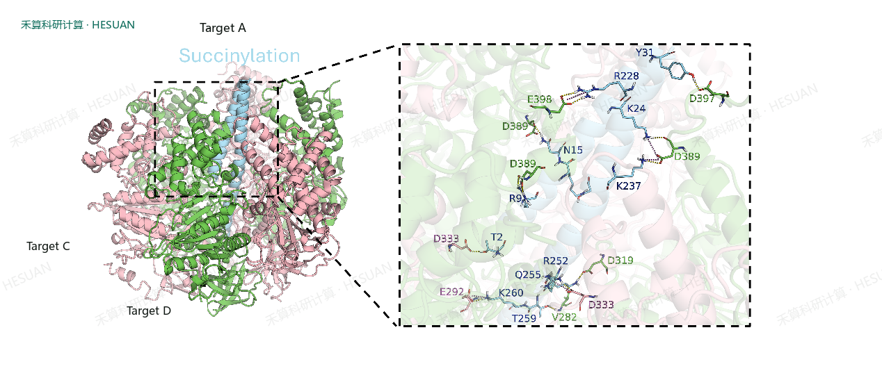 图2、靶标 B_γ-Succinylation复合物体系的结构图,图中绿色为靶标 D、粉色为靶标 C、蓝色为靶标 A(γ),黄色虚线表示氢键作用洋红色虚线表示盐桥作用。