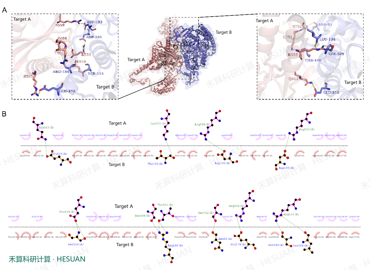 图1、靶标 A-靶标 B复合物的结合模式,图中豆沙色为靶标 A,蓝色为靶标 B蛋白。黄色虚线表示氢键作用。