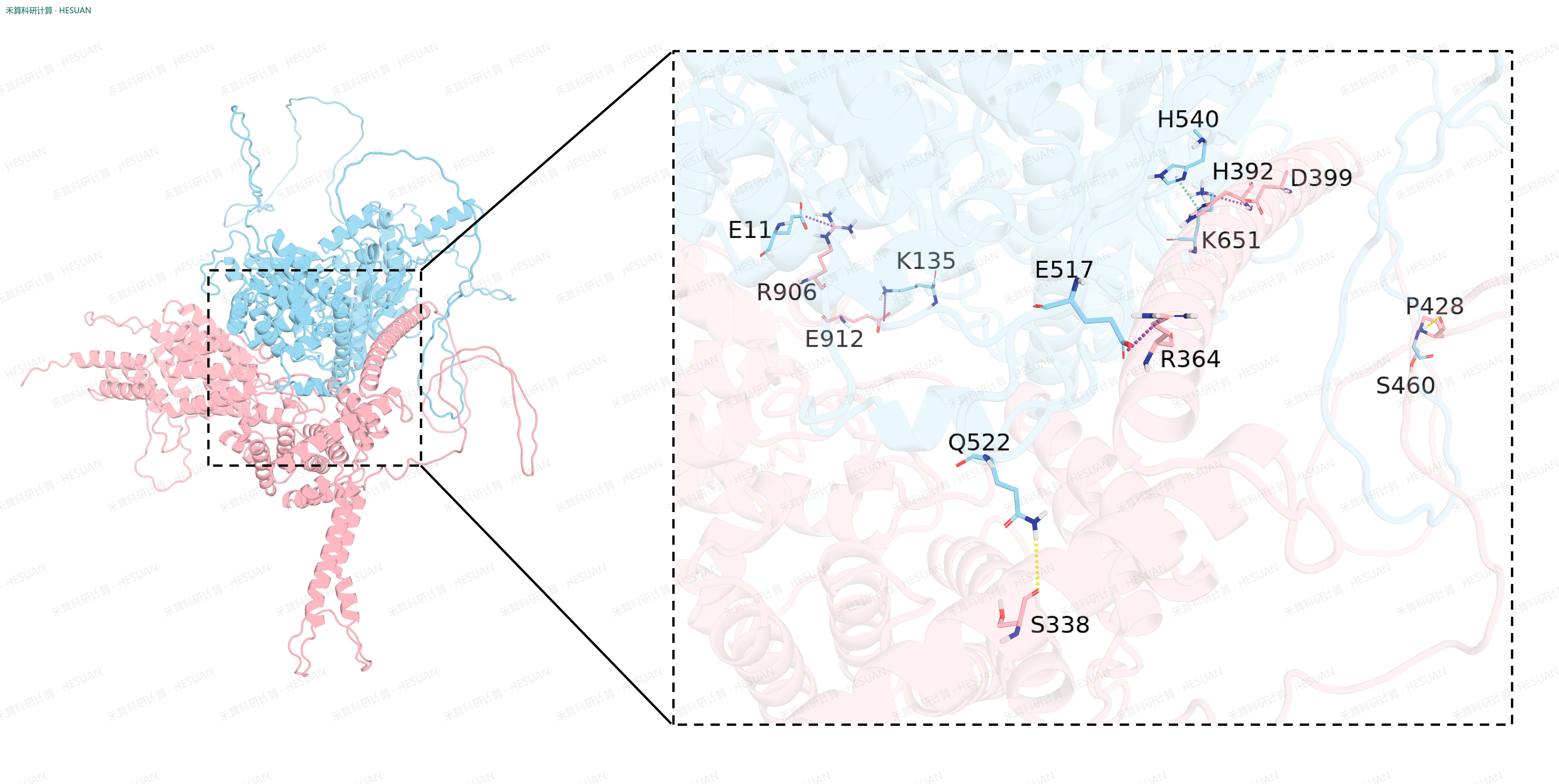 表2、Ligand-Receptor接触界面的氢键相互作用